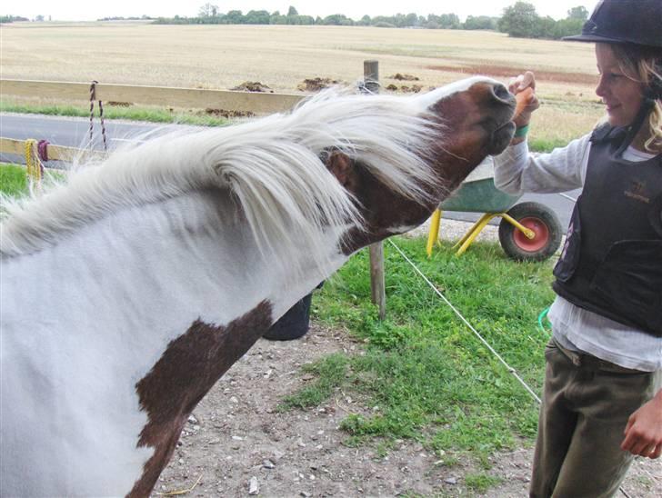 Shetlænder *Solsikke R.I.P* - jeg fik den XD uumm en gulerod foto: min mor billede 16