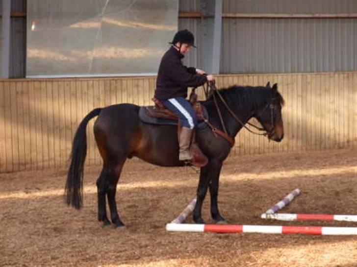 Anden særlig race Poco-Point - trailclinic okt. 08 i Store Heddinge på Hamony Ranch billede 11