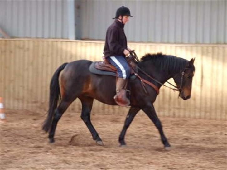 Anden særlig race Poco-Point - clinic BHWR billede 12