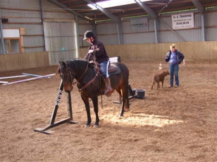 Anden særlig race Poco-Point - Låge billede 13