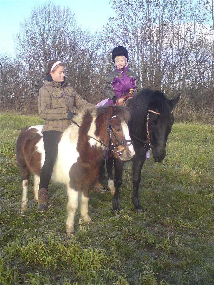 Anden særlig race Indy - Et til, jeg sidder på Matador som er Michelle´s pony billede 10