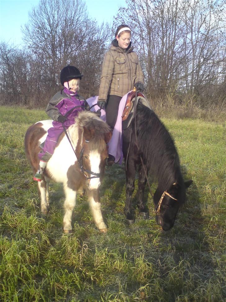 Anden særlig race Indy billede 12