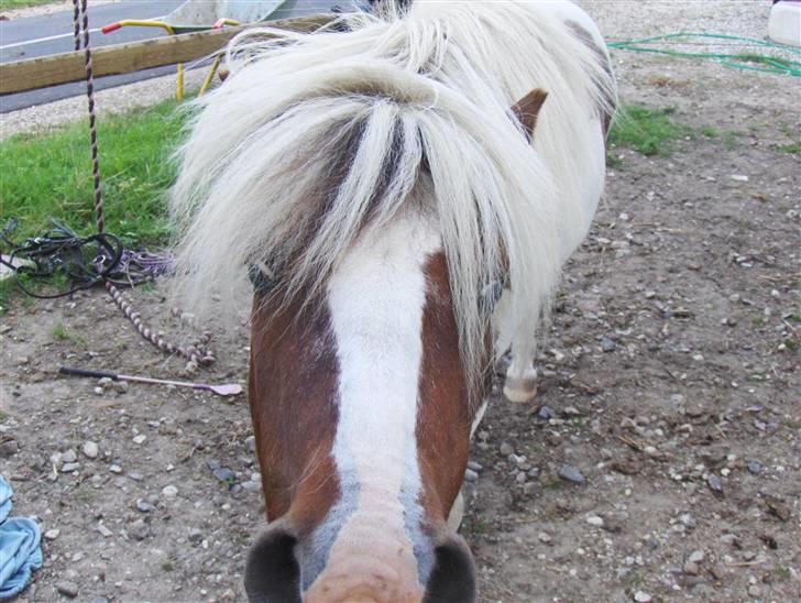Shetlænder *Solsikke R.I.P* - hva er det du har der? =) billede 17
