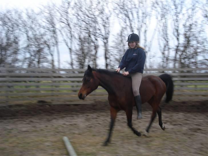 Arabisk fuldblod (OX) Halima *passede* <3 - I trust you, beauty. 26.01.09 Foto: Kamille billede 11