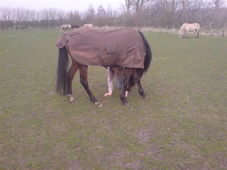 Arabisk fuldblod (OX) Halima *passede* <3 - "Hvorfor kravler du under min mave?" billede 13