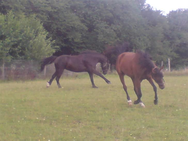 Arabisk fuldblod (OX) Halima *passede* <3 - Gensynsglæde? I think so.. billede 14