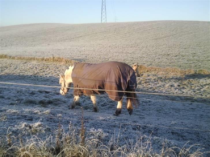 Fjordhest Thor (solgt) 24/4-2009 billede 2