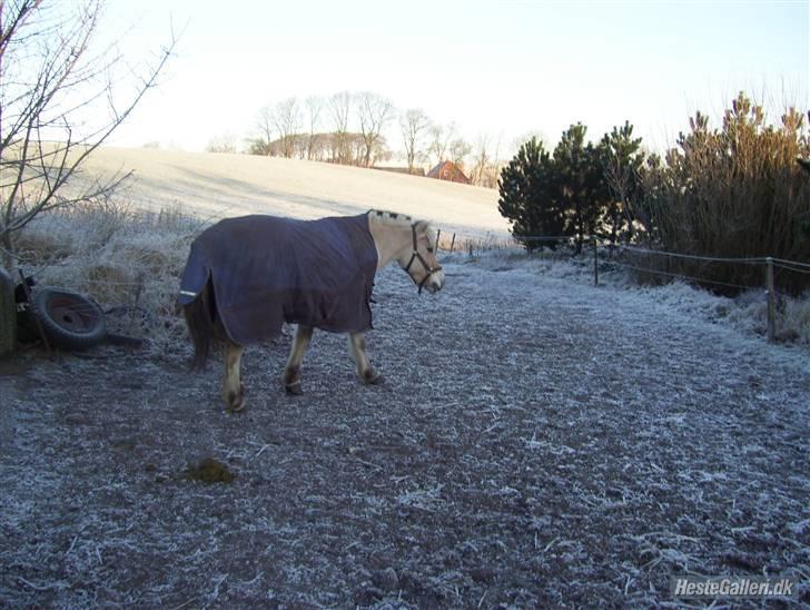 Fjordhest Thor (solgt) 24/4-2009 billede 3
