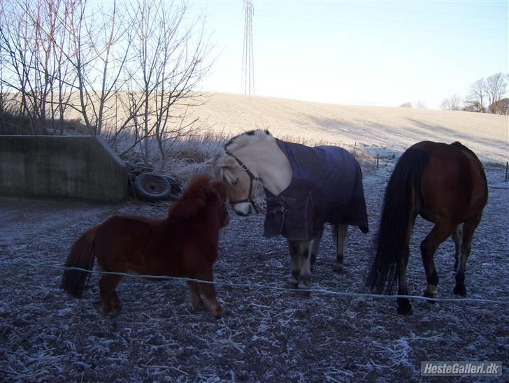 Fjordhest Thor (solgt) 24/4-2009 billede 4