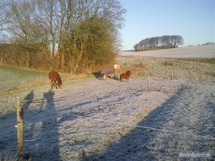 Fjordhest Thor (solgt) 24/4-2009 billede 5