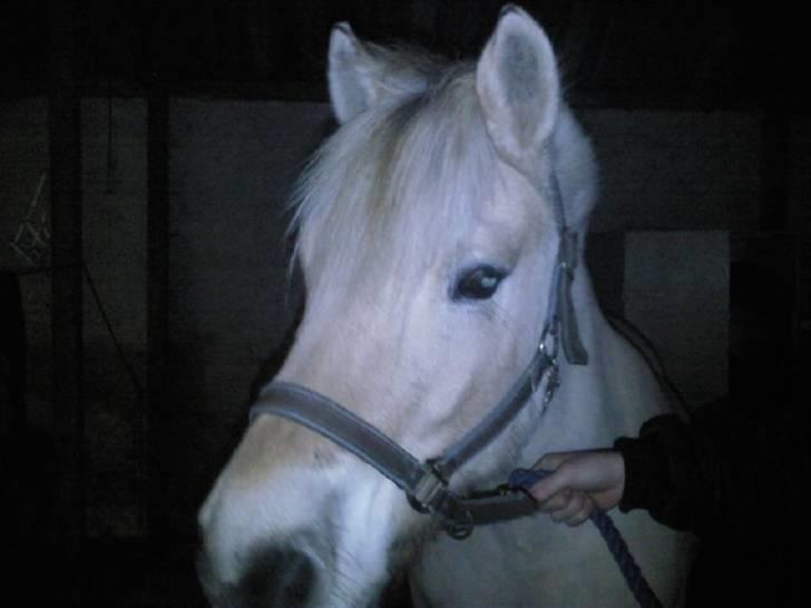 Fjordhest Thor (solgt) 24/4-2009 billede 6