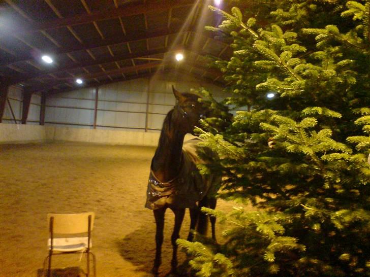 Arabisk fuldblod (OX) Halima *passede* <3 - Alle kan komme i julestemning<3 billede 15