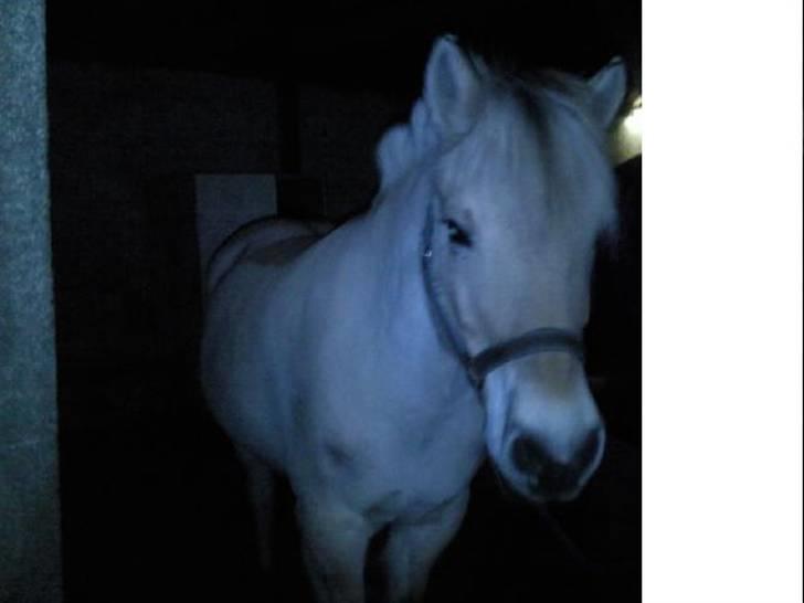 Fjordhest Thor (solgt) 24/4-2009 billede 7