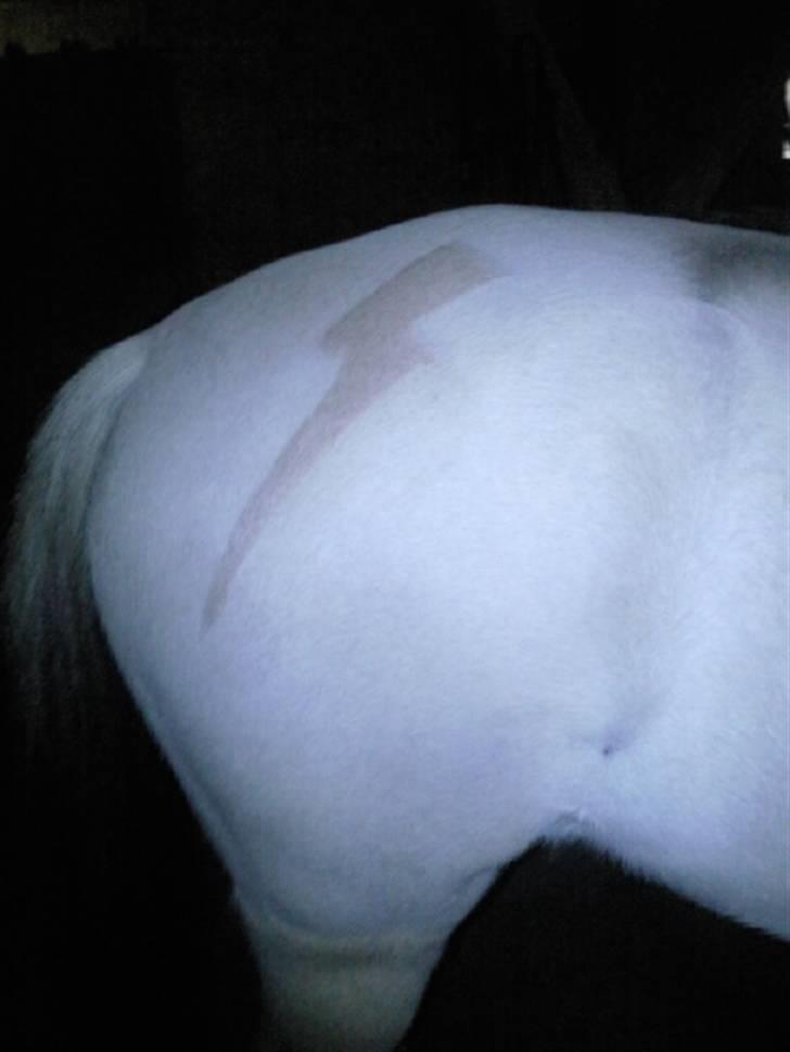 Fjordhest Thor (solgt) 24/4-2009 billede 8