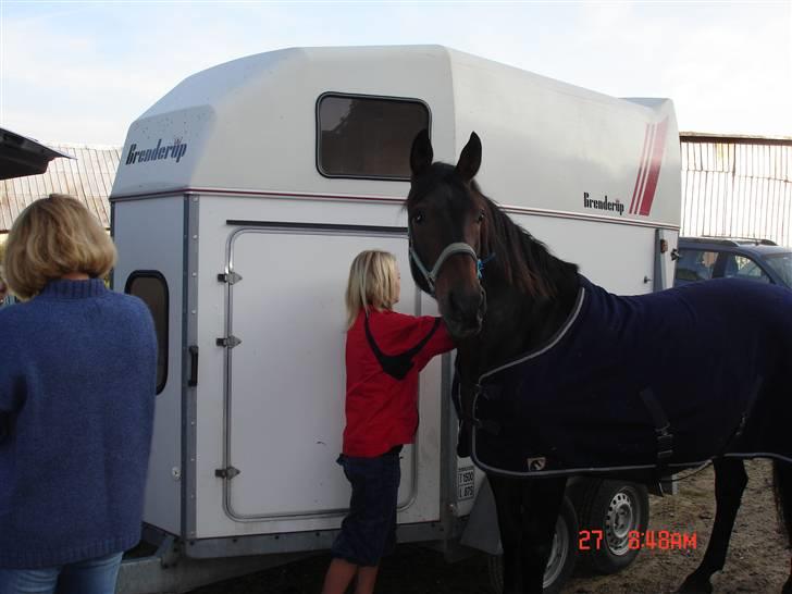 Oldenborg Starlight - Starlight skal til stævne med Ditte og Julie de skal ride LX billede 3