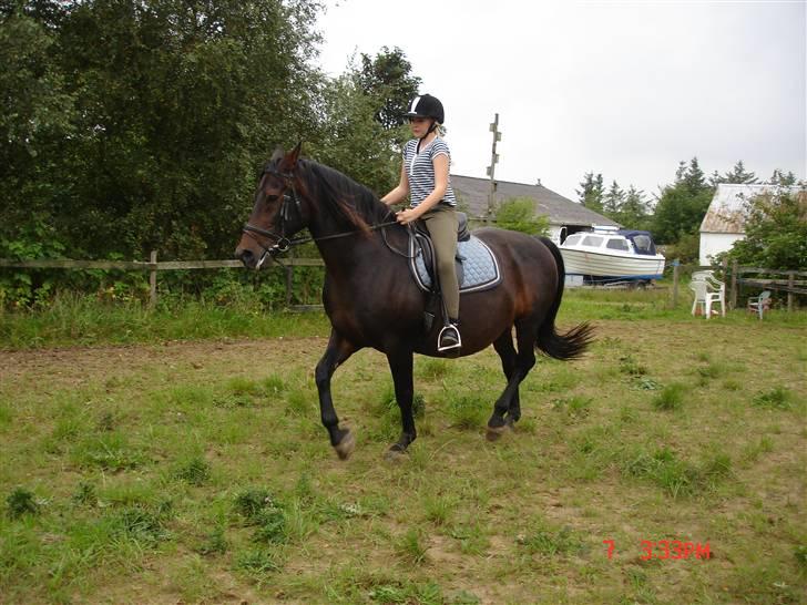 Oldenborg Starlight - Emma og Starlight rider dressur :D billede 8