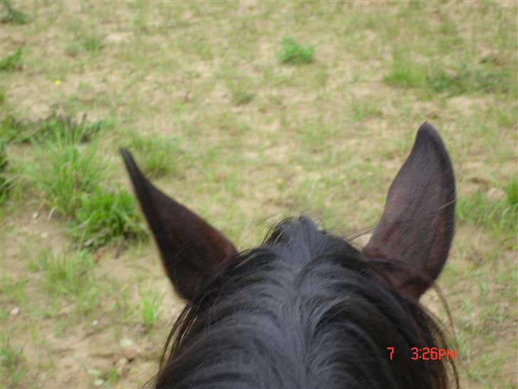 Oldenborg Starlight - Starlight´s smukke øre :P billede 12