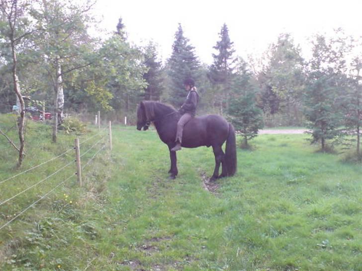 Islænder Fjølvi - Her prøver vi lige at stå stille imens fotografen, der også er til hest, får taget biledet billede 1