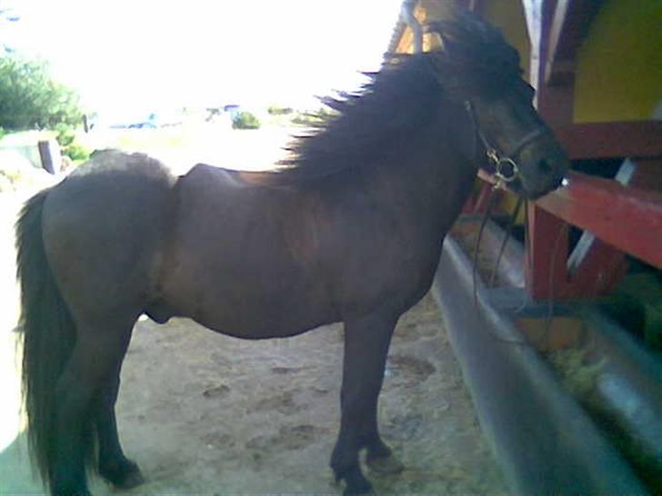 Islænder Fjølvi billede 2