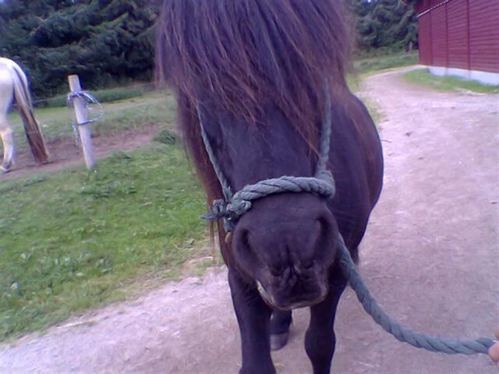 Islænder Fjølvi billede 3