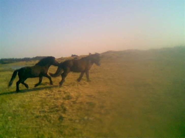 Islænder Fjølvi - Her leger Fjølvi fange med en af sine venner, der hvor han stod før. billede 4