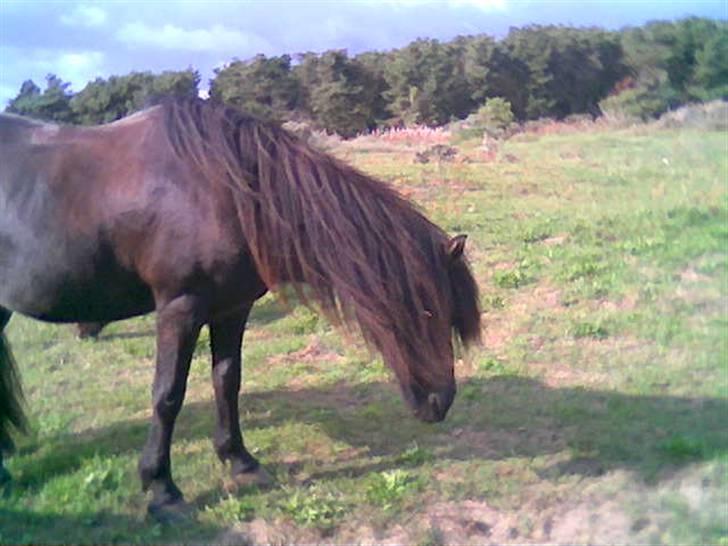 Islænder Fjølvi billede 5