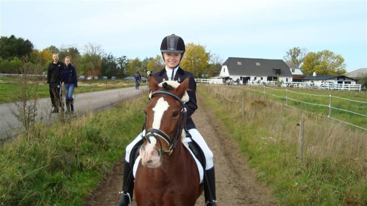 Welsh Mountain (sec A) lille cherie - Cherie og mig rider ned ad vejen sammen. billede 5