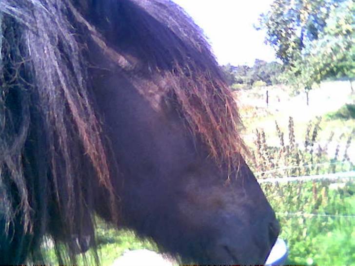 Islænder Fjølvi - Nær billede af Fjølvi billede 6