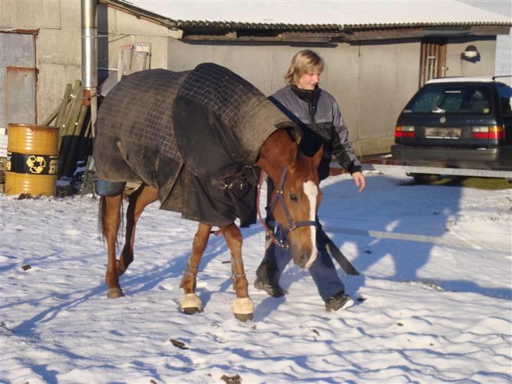 Fuldblod (XX) Arctic palace SOLGT R.I.P - Mor og Palle, vinter 08/09 foto: mig¤ elsker den hest<333´ billede 16