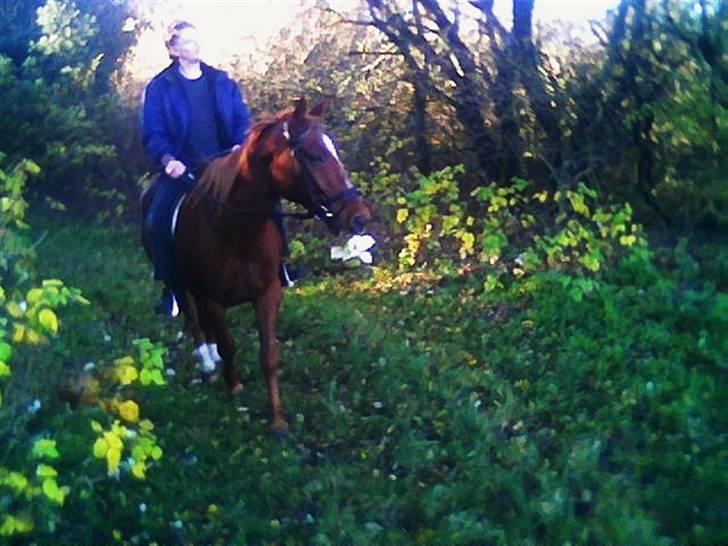 Anden særlig race Bakkebos Champ - Det er hyggeligt med en tur i skoven (der vokser jo mad på trærene) billede 1