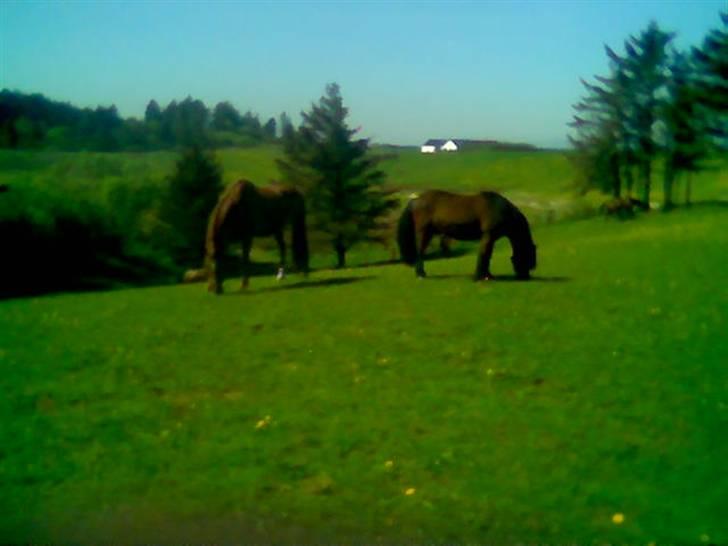 Anden særlig race Bakkebos Champ - Her hygger Champ og Fjølvi sig på marken billede 2