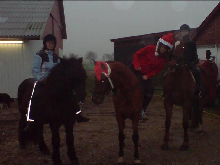 Anden særlig race Bakkebos Champ - Her er Champ, Fjølvi og deres ven Lukas, som de desværre ikke går sammen med mere billede 3