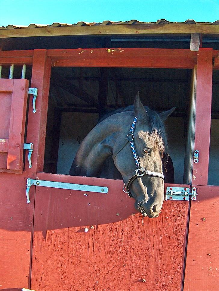 Frieser Neeltje Jacoba V. Swichum - Store Hestedag 5 sep. 2010 billede 5