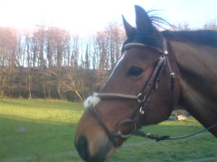 Dansk Varmblod Keevind (solgt)  - hvor er han sød! han ser måske lidt fræk ud ? (:  billede 6