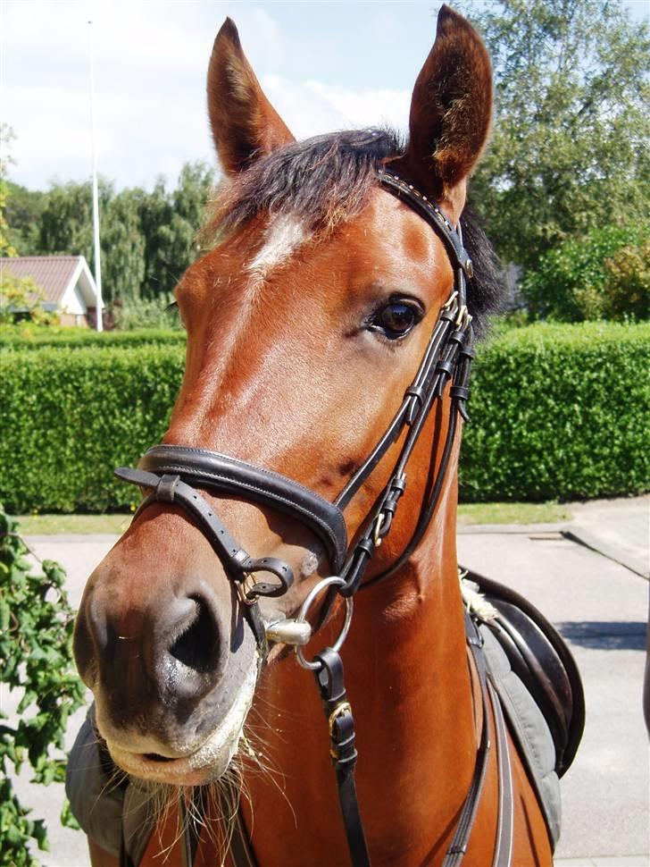 Oldenborg Sille billede 18