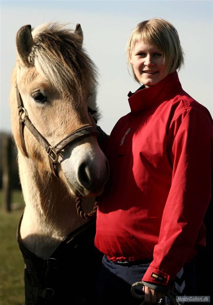 Fjordhest Sirocco - mig med stor mave, d. 8-3-08. fødte d. 7 maj 08 billede 7