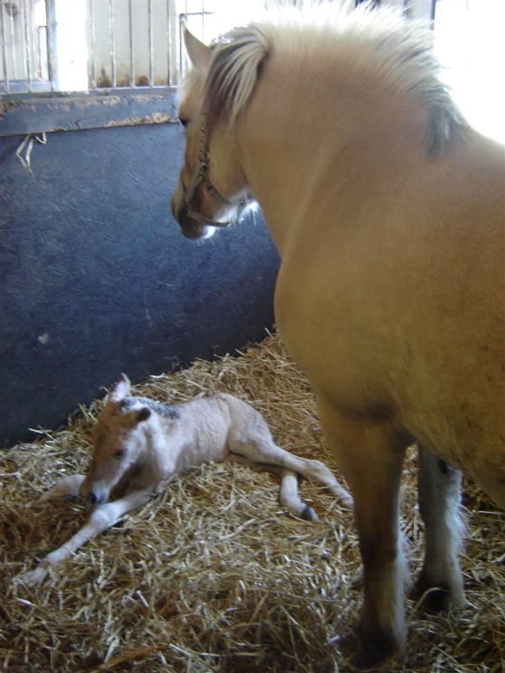 Fjordhest Sirocco - sirocco kun få timer gammel. shadow er endelig oppe at stå. billede 9