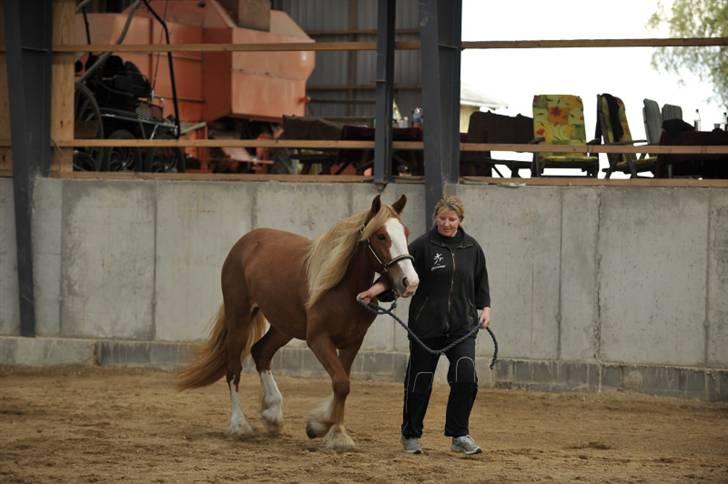 Irish Cob Flora  May´s Kenya - Kenya første gang i en ridehal på et mønstringskursus 2008 billede 5