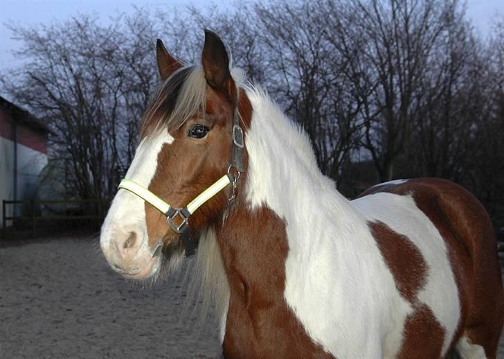 Irish Cob Lady Lasarfhiona - Smukke pige :o) billede 4