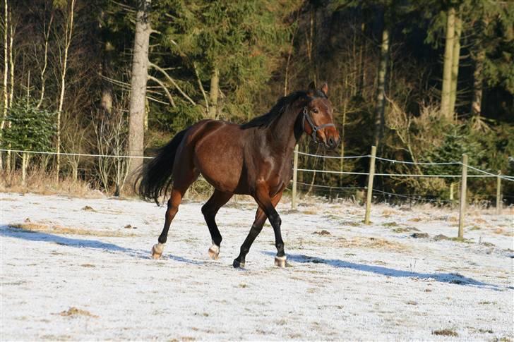 Anden særlig race The Royal Angel - 8 billede 5