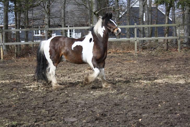 Tinker Juncker - d 23-3-10 billede 1