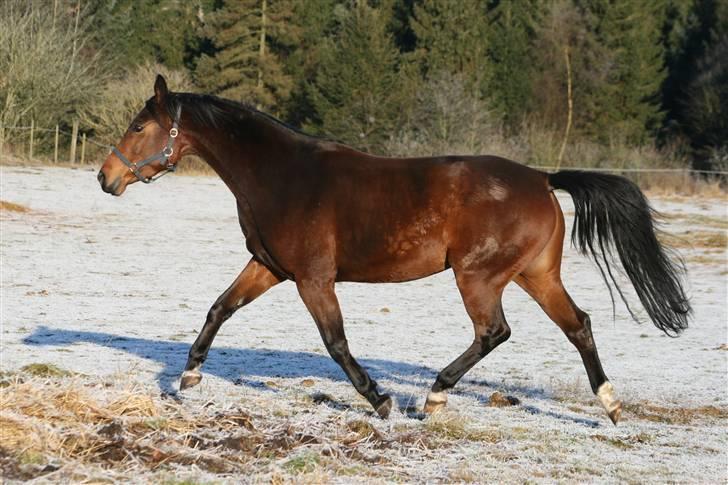 Anden særlig race The Royal Angel - 12 billede 8