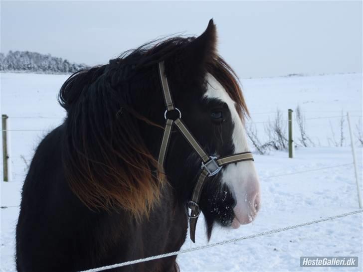 Irish Cob <3White Horse Purple Rain - Velkommen til Purples profil :) 18/12-09 Foto: MF billede 1