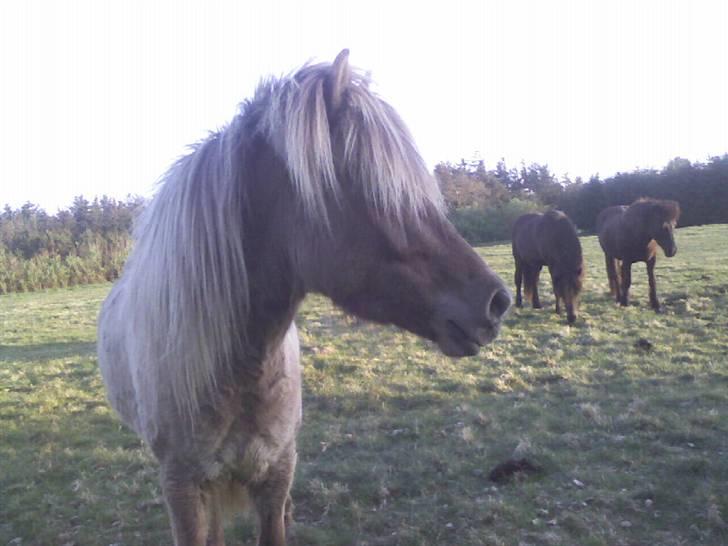 Islænder STIGANDI fra MYRETUE - Smukke Stigandi foto Mathilde billede 10