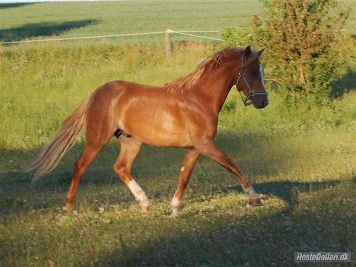 Welsh Pony (sec B) Bjerregårds Xenox  - Xenox på fold i sommers hvor han boede før :) billede 1