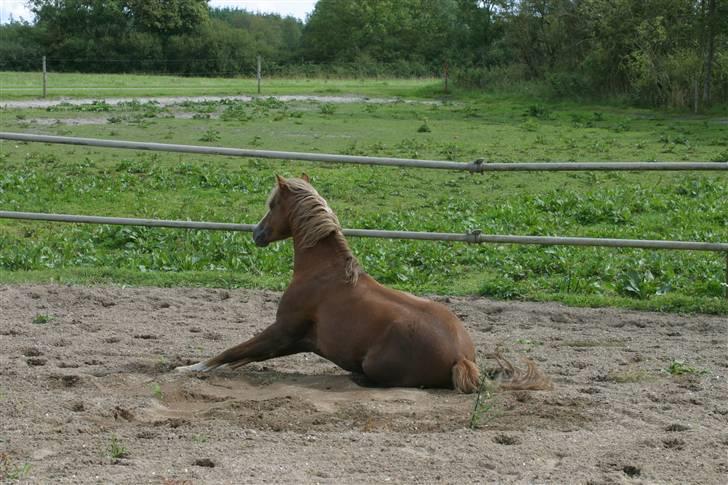 Welsh Pony (sec B) Bjerregårds Xenox  - Xenox kan også sidde xD billede 3