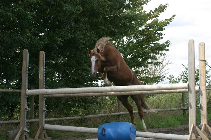 Welsh Pony (sec B) Bjerregårds Xenox  - Xenox der springer rigtig smukt :D billede 4