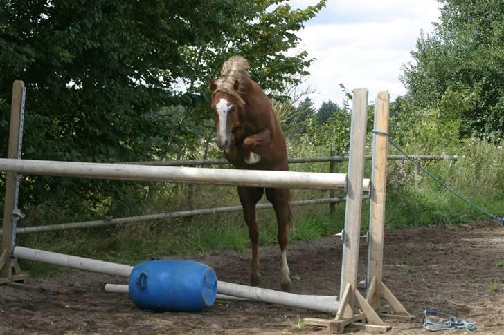 Welsh Pony (sec B) Bjerregårds Xenox  - Xenox der springer rigtig smukt :D billede 6