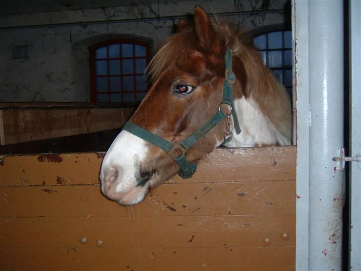 Anden særlig race Indianajones <333 R.I.P - Velkommen til Indianajones profil :D billede 1