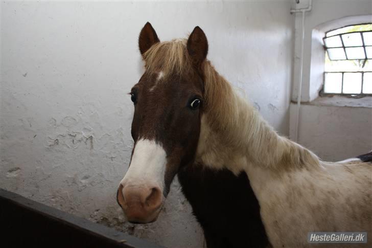 Anden særlig race Indianajones <333 R.I.P - Indi <3. Har fået det af Cille =) Tak Cille billede 3